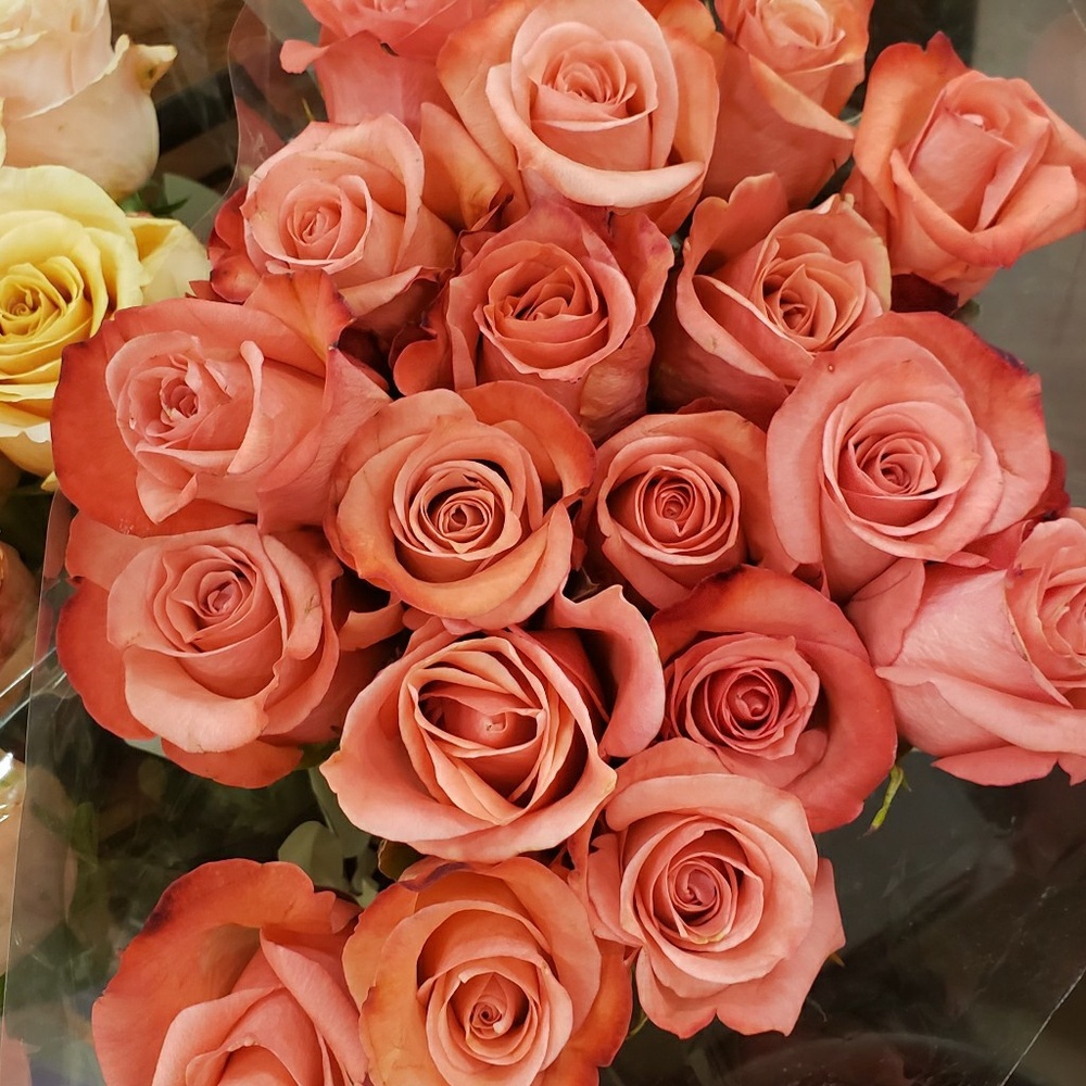 Meet your Posher, Giannina